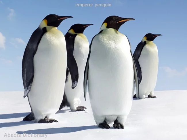 emperor penguin